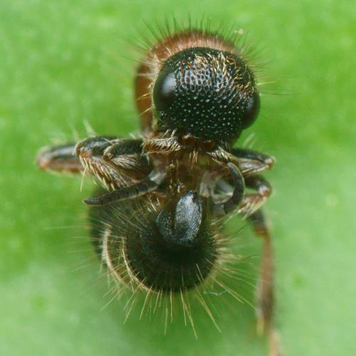 Smicromyrme trinotatus